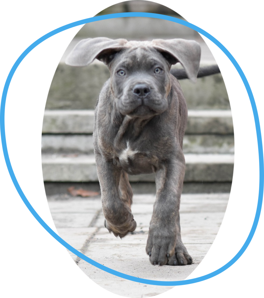 Immagine di un bellissimo cane nella home page dell'Associazione di protezione animali Randagioia, con link alla pagina adotta