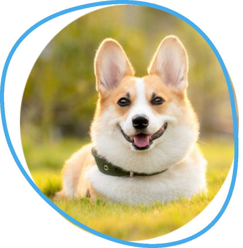 Immagine di un bellissimo cane nella home page dell'Associazione di protezione animali Randagioia, con link alla pagina adotta