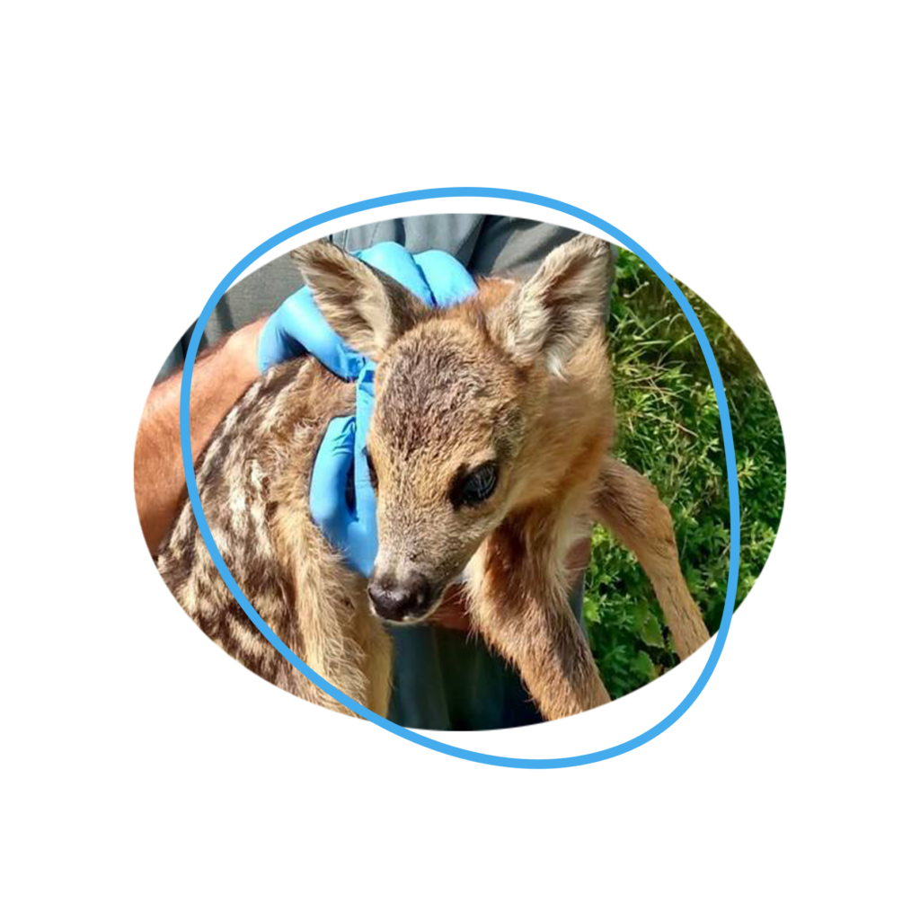 Immagine di un bellissimo cerbiatto nella home page dell'Associazione di protezione animali Randagioia, con link alla pagina cosa facciamo