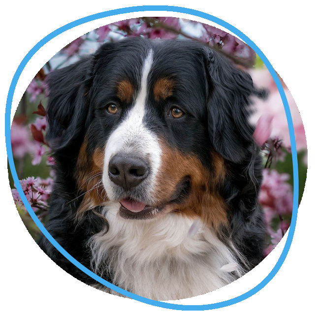 Immagine di un bellissimo cane nella home page dell'Associazione di protezione animali Randagioia, con link alla pagina adotta