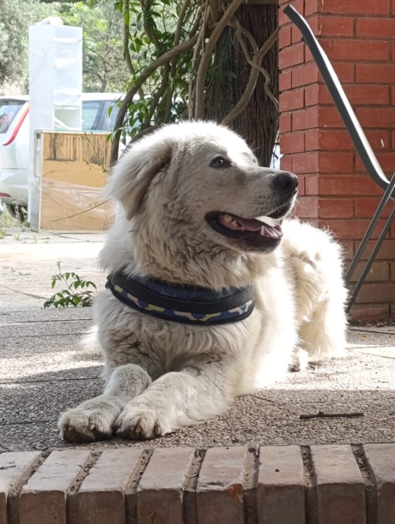 IMMAGINE DEL CANE NEBBIA NELLA SUA NUOVA CASA E FAMIGLIA Adottati, le nostre adozioni di successo.