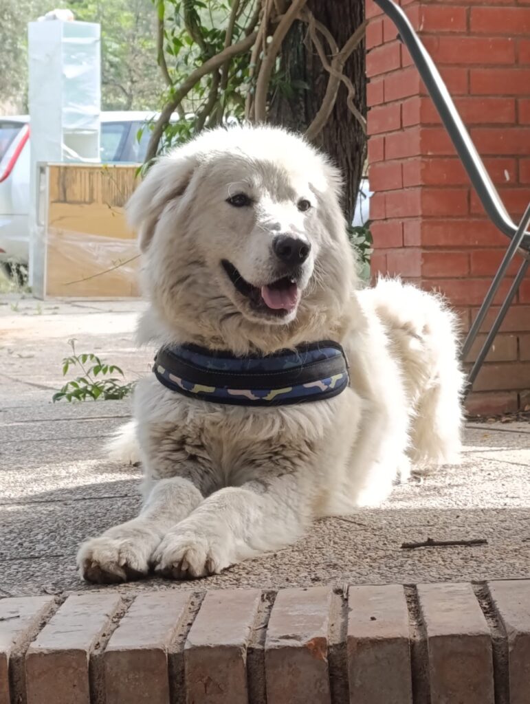 IMMAGINE DEL CANE NEBBIA NELLA SUA NUOVA CASA E FAMIGLIA Adottati, le nostre adozioni di successo.