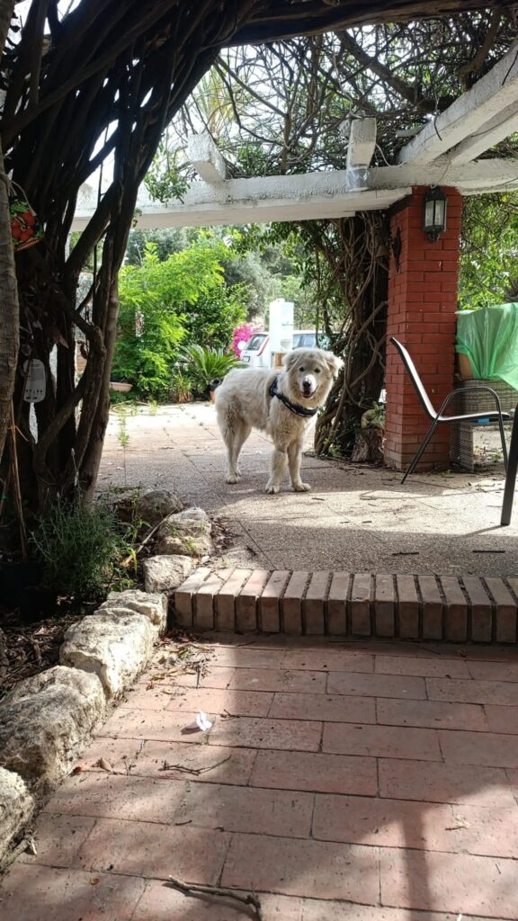 IMMAGINE DEL CANE NEBBIA NELLA SUA NUOVA CASA E FAMIGLIA Adottati, le nostre adozioni di successo.