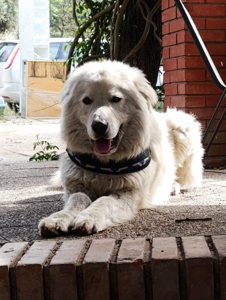 IMMAGINE DEL CANE NEBBIA NELLA SUA NUOVA CASA E FAMIGLIA Adottati, le nostre adozioni di successo.