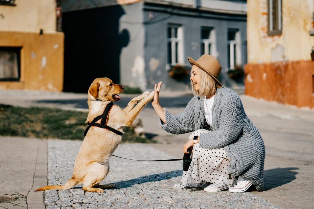 IMMAGINE DI UN CANE ADOTTATO GRAZIE A RANDAGIOIA - UN SOGNO A QUATRRO ZAMPE