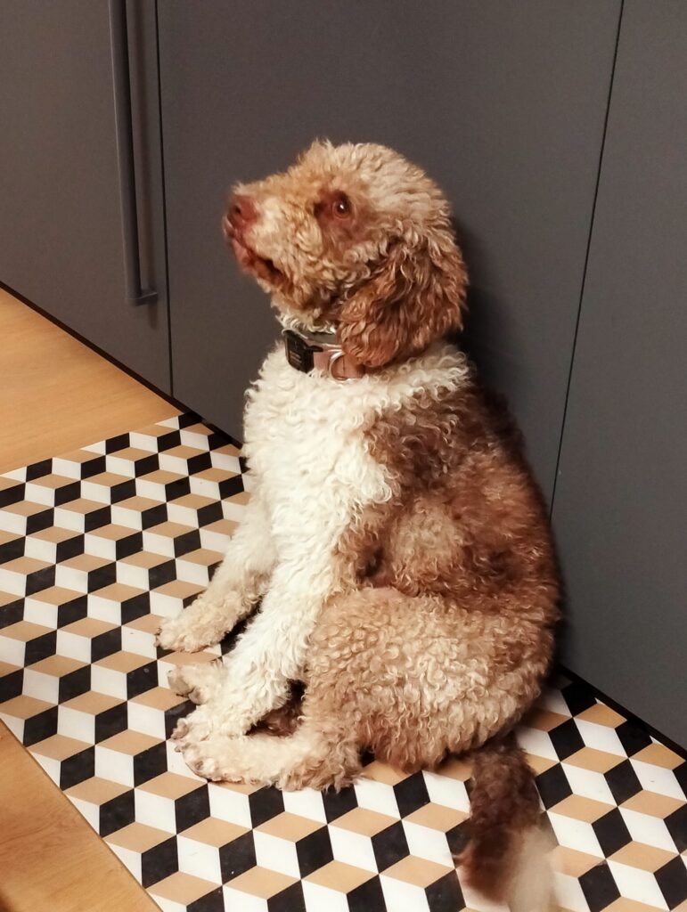 IMMAGINE DEL CANE oscar NELLA SUA NUOVA CASA E FAMIGLIA Adottati, le nostre adozioni di successo.